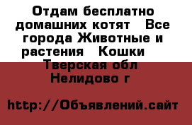 Отдам бесплатно домашних котят - Все города Животные и растения » Кошки   . Тверская обл.,Нелидово г.